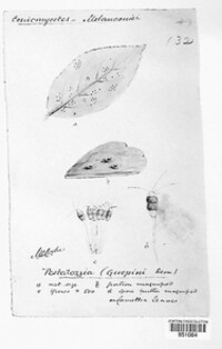 Pestalotiopsis guepinii image